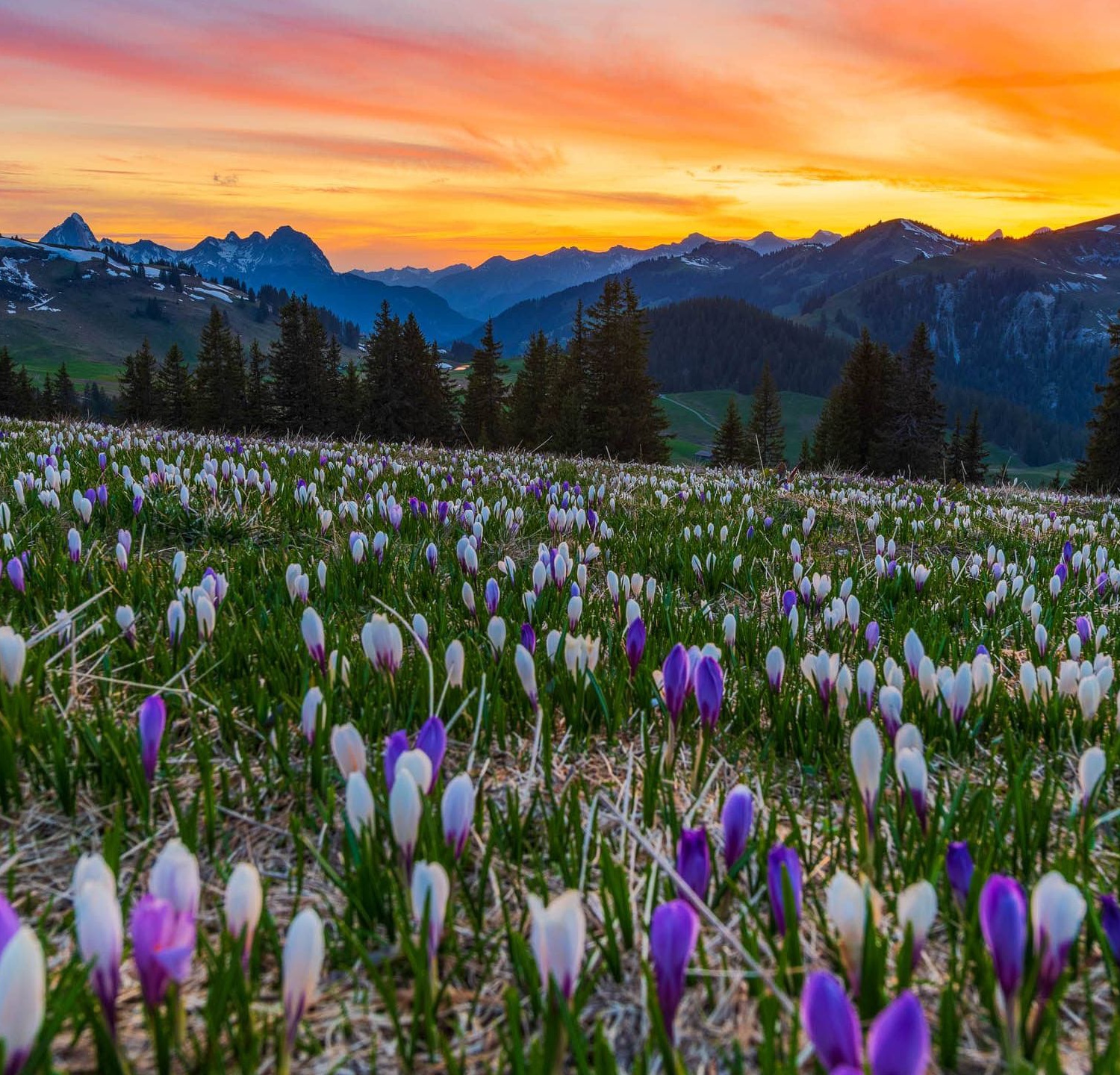 Id Rueh vor Natur - Frühlingserwachen