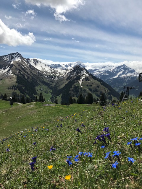 Id Rueh vor Natur - Frühlingserwachen